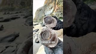 英国约克郡海岸线上的化石遗迹，捡到一个就能发财 #科普 #知识 #冷知识