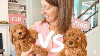 Which Goldendoodle Generation Is Right For You?