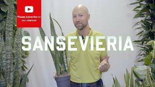 All you need to know about Sansevieria Snake Plant