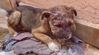 Little puppy's face doubled in size from infection, rescued.