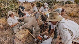 WATCH | A novel way to save rhinos