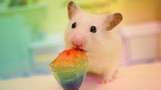  Hamster eats a rainbow slushie 