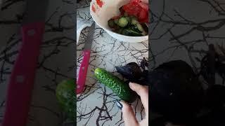 Огурец "Директор" от фирмы "Партнёр".