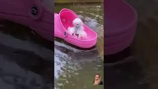 #crocs #toys #cute #baby #cutebaby #petparadise #funnypets #viralvideo #bestpetvideos