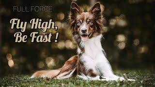 Trailer FULL FORCE Fly High, Be Fast! Agility Online Class by Dani Lehrer