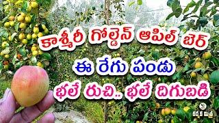 కొత్త రేగు రకంతో పంట పండింది || Success Story of Kashmiri Golden Apple Ber Farming || Karshaka Mitra