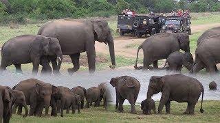 Herd of elephants at the Minneriya national park !