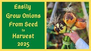 No More Tiny Onions - New Onion Growing Hack - How To Start Onions From Seed To Harvest