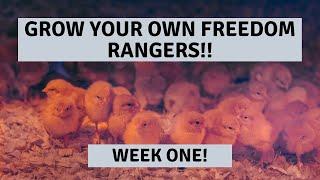 What You Should Know Before Raising Freedom Rangers For Meat! Week 1