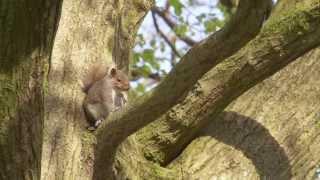 Dancing Squirrels at Keele University