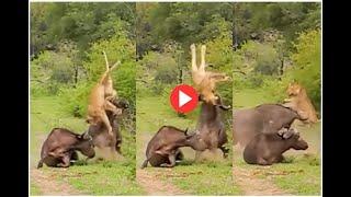 Viral Video || Buffalo Fights Hunting Lioness and Protects Friend