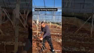 A Very Different Way To Arrange The Grape Branches #farming #agriculture