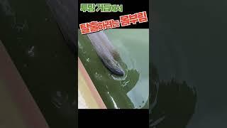 투망 거듭에서 탈출하려는 몸부림  #shorts #fishing #활어횟감 #투망 #바다투망 #숭어 #취미