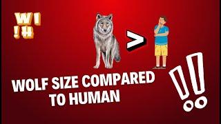 Wolf Size Compared to Human | Wolf Grey 2024