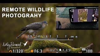 Remote Wildlife Photography