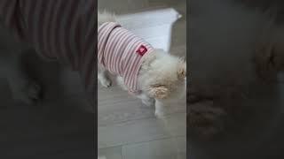 콩이의하루