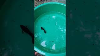 Happiness  #pets #breeding #guppy #food #love #fish #explore #shorts #live #care #small #fishing