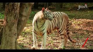 Zoological Park | Short Video | JIDA Student Work | Abhay Sharma | 2022