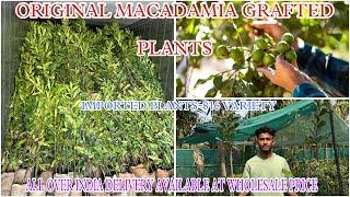 Grafted Macadamia nut plants | Top variety plants-816,847,849 #macadamia #farming #graft #grafting