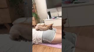 강아지한테 방구먹이는 동영상 (찐방구)/김여름 /a video of farting to a puppy