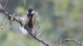 chant mésange charbonnière