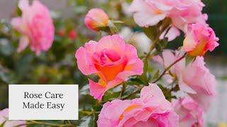 Rose Care Made Easy