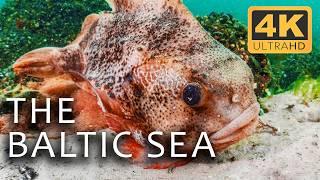 The Baltic Sea: A Mysterious Underwater World | Secrets of the Seas Ep. 2 | 4K UHD Documentary