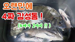 4짜 감성돔 2마리 !! 남해에서 감성돔 당고낚시로 오랜만에 4짜 감성돔을 잡았네요 ! / 바다새우잡기