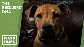 Dogs in Detroit Get A Lift from Executive Towing Ep 4 The Rescuers DNA - A Dog's Purpose