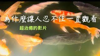 【心靈理財作家劉依沛VLOG】超治癒，為什麼有些影片就是會讓人一直看！just can’t stop watching !