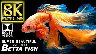 Betta Fish: The Most Beautiful Fish in the World 8K HDR | Best of Dolby Vision With Relaxing Music