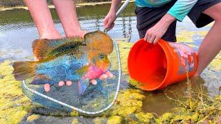 CATCHING FISH With BIGGEST BRAIN! *WILD FLOWERHORN*