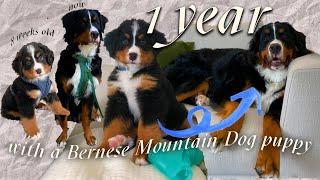 1 YEAR BERNESE MOUNTAIN DOG PUPPY UPDATE | struggles, training, tips, toys, grooming, & personality