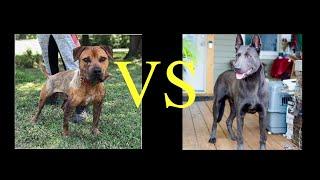 THE TRUTH ABOUT WORKING DOGS VS GAME DOG