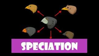 Punctuated equilibrium and Speciation