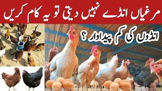 Chickens not Laying Eggs ? | How to increase Hens Eggs Production | Dr. ARSHAD