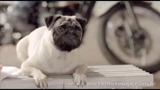 Flips - Comercial de TV - Propaganda com Pug