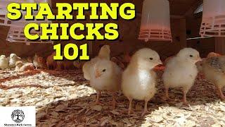 How To Raise Baby Chicks - Getting Started With Chickens