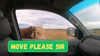 BOYS WILL BE BOYS | They just want to get to the cows! | Australian Farming