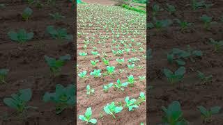 #shorts #shortsfeed #new #newfarming #2023 #village #villagefarming #mrrahul0099
