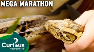 Snakes, Snakes...and More SNAKES | Python Hunters Marathon | Curious?: Natural World