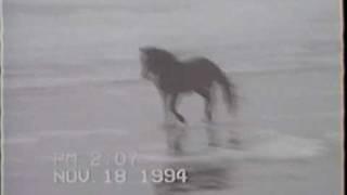 Outer Banks, North Carolina Wild Horses on Beach