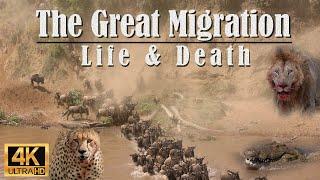 Wildebeest Migration as Cheetah, Lions & Crocs Hunt Them - Maasai Mara, Africa - Free Documentary