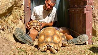 $200,000 GOLDEN TORTOISE (Extremely Rare)