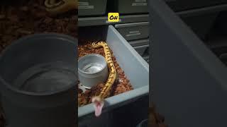 Ball Python Striking Prematurely for Dinner  #snakes #reptiles