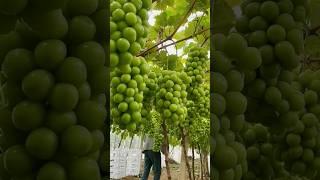 Grapes Galore: Exploring the Vineyard of Flavorful Delights #cooking #food #grape