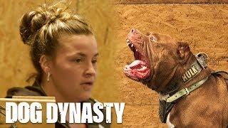 175lb Pitbull Hulk Smashes New Girl Kareena | DOG DYNASTY