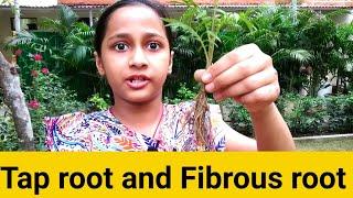 Analysis of Tap root and Fibrous root by Rajvi...Comparison between weed and marigold