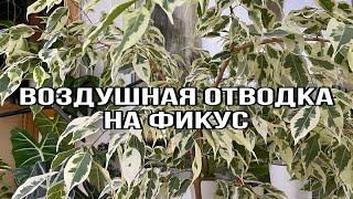 Воздушная отводка на фикус | Размножение фикуса отводкой | ОТВОДКА