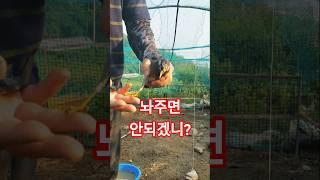 닭장 안, 찌르레기 생포